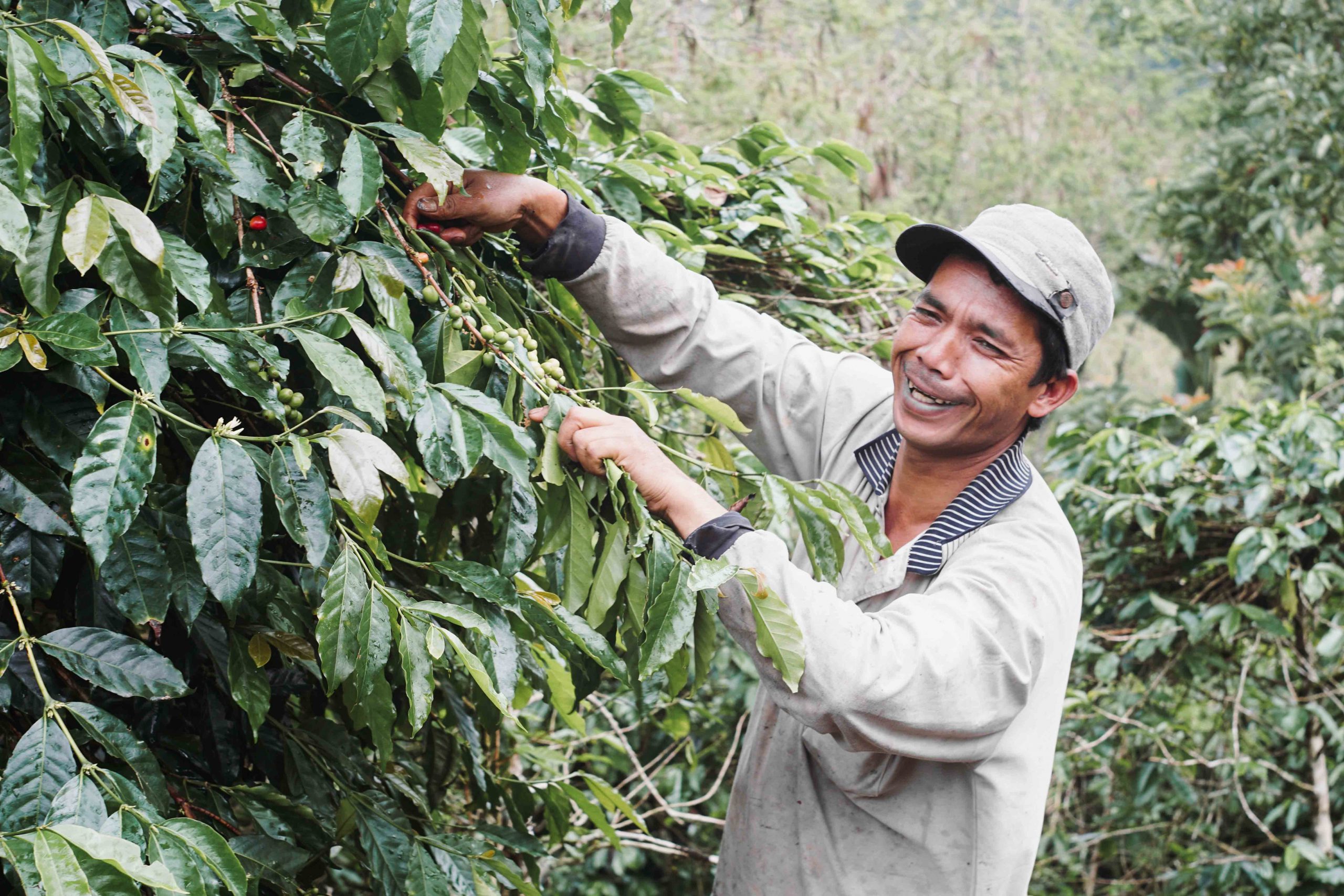 A farmer hand-picking ripe coffee cherries from a coffee tree.