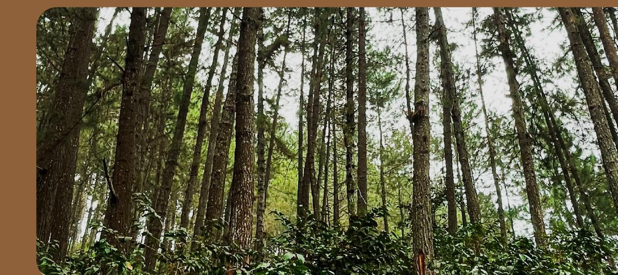 Looking up through a pine forest on the slopes of Mount Slamet.