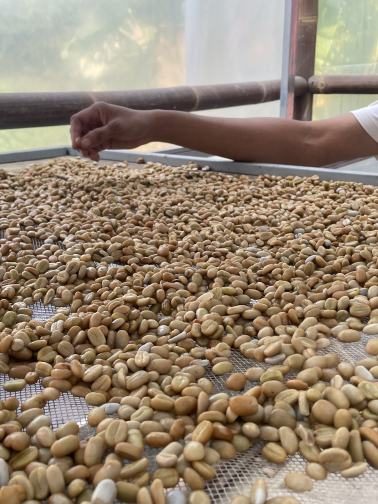Hand-sorting green coffee beans in a tray.