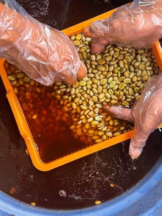 Hands sorting coffee cherries in a plastic tub.