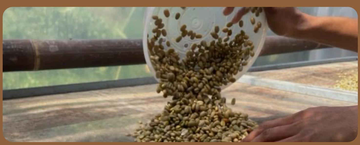 Hands pouring green coffee beans onto a sorting table.