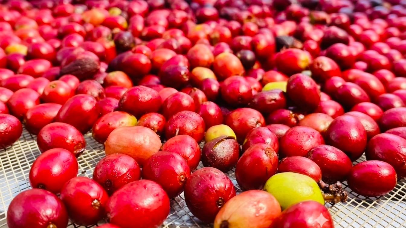 Ripe red coffee cherries on a drying bed.
