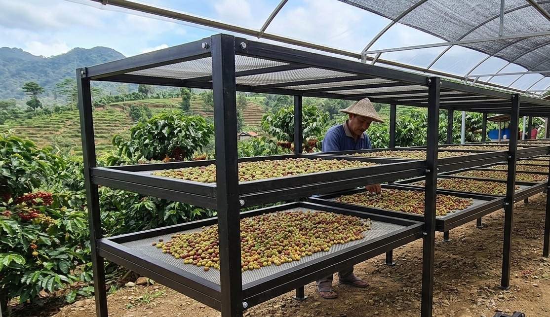 Coffee cherries drying on raised beds at a farm in Central Java, with terraced hillsides in the background.