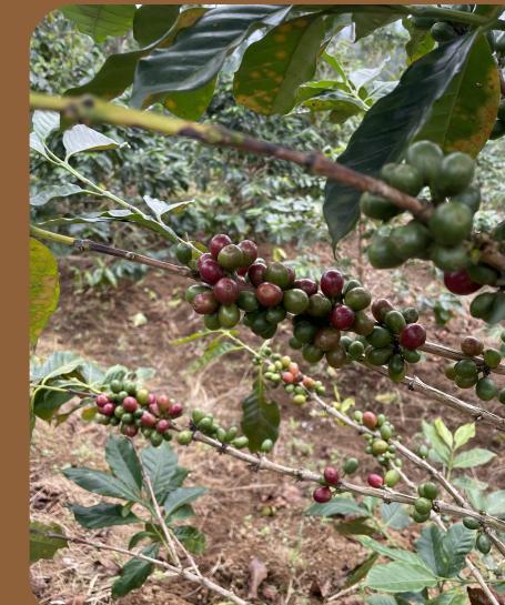 Close-up of coffee cherries ripening on the branch.